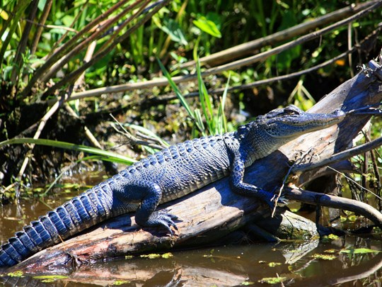 La faune des bayous