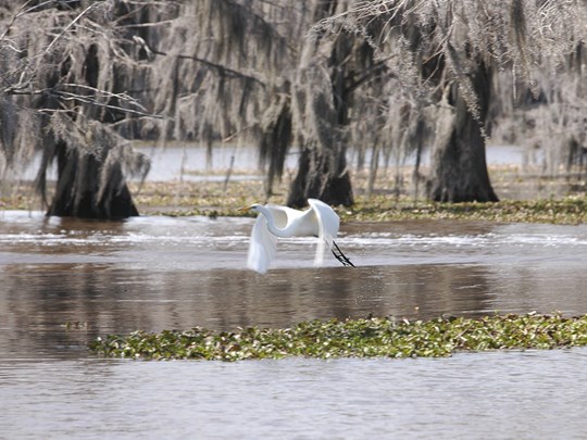 La faune des bayous