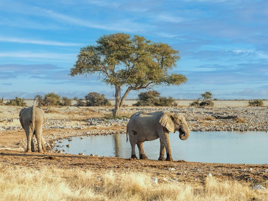 Rencontrez les animaux lors d'un safari