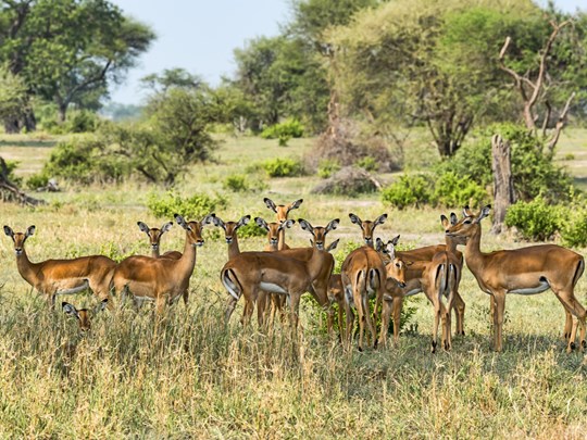 Les impalas et leurs yeux curieux 