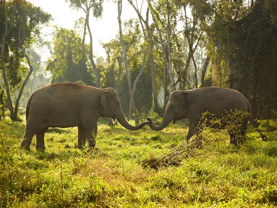 Croisez les éléphants à l'Anantara Golden Triangle