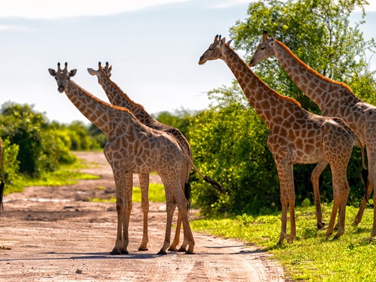 Rencontrez la faune unique de Chobe