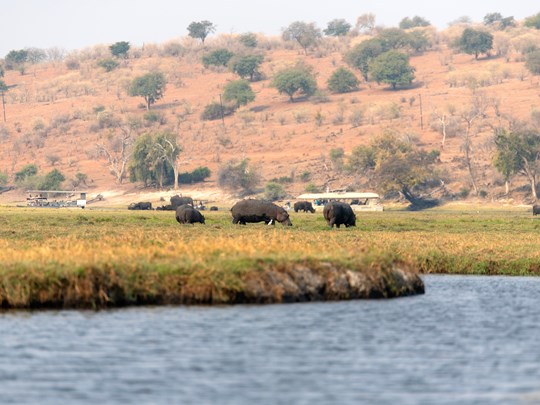 Hippopotames dans le parc national de Chobe