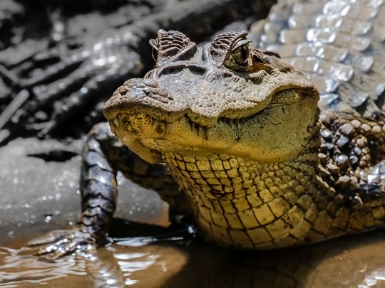 Caïman sur les berges de Tortuguero