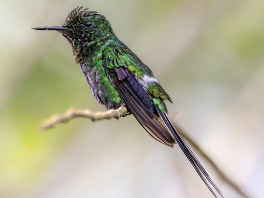 Coquette à queue fine, de la famille des colibris