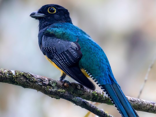 Trogon à jarretières, dans la région de Turrialba