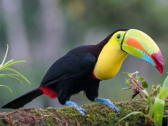 Allez à la rencontre des toucans à Boca Tapada