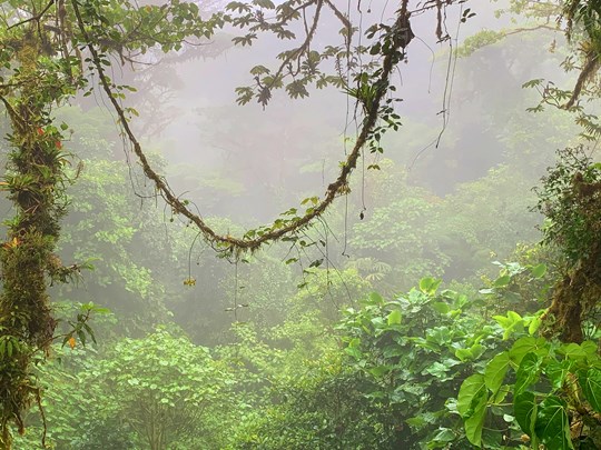 La fameuse forêt de nuages de Monteverde