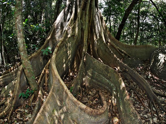 Les racines d'un figuier étrangleur, de la famille des ficus