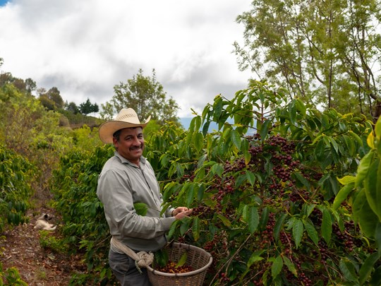 Cueillette traditionnelle de café Arabica