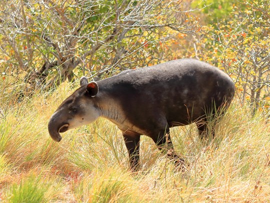 Un tapir dans le parc national de Rincon de la Vieja 