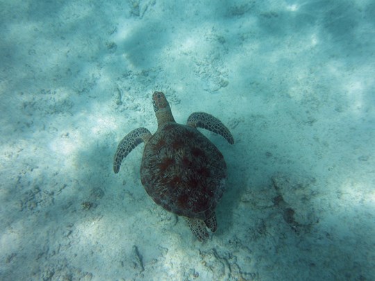 Observation des tortues dans leur habitat naturel