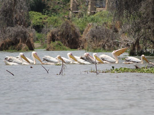 Observation de la faune au fil de l’eau, au cœur du lac de Naivasha
