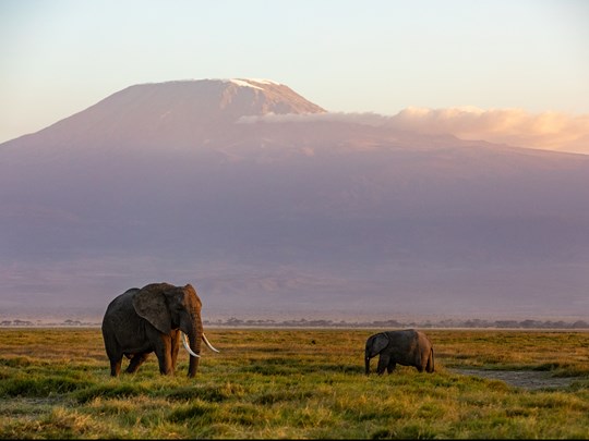 Amboseli, sanctuaire des éléphants avec le Kilimandjaro en toile de fond