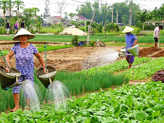 Visite du village de légumes de Tra Que et découvrez la vie des cultivateurs
