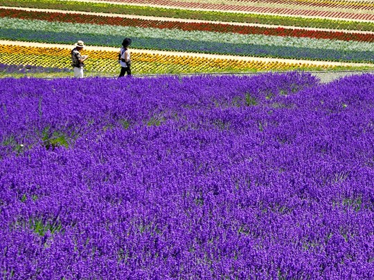 Les champs de lavande d'Hokkaido