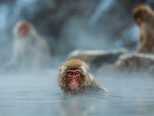 Les singes dans les sources chaudes