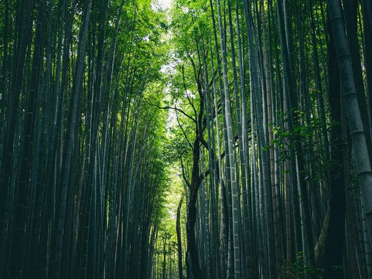 La superbe forêt de bambous d'Arashiyama
