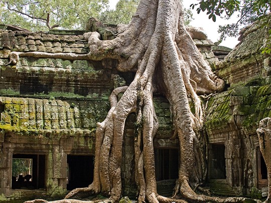 Les merveilleux temples d'Angkor, nichés dans la végétation