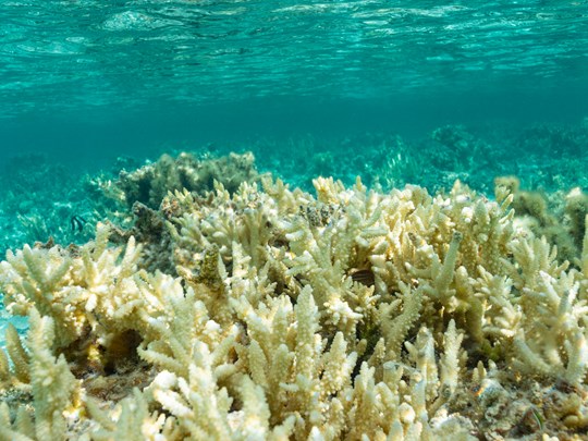 Snorkeling dans un jardin de corail