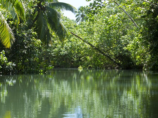 Descente en pirogue sur la rivière Faaroa