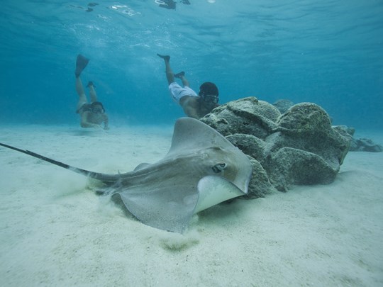 Rencontre avec raies