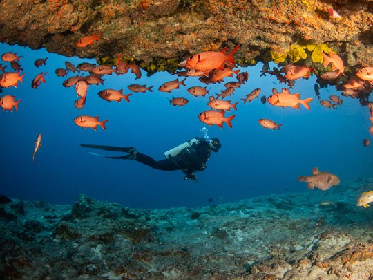 Le sanctuaire des coraux et poissons tropicaux