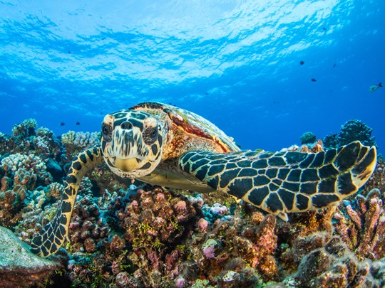 Découvrez les magnifiques tortues de Rangiroa