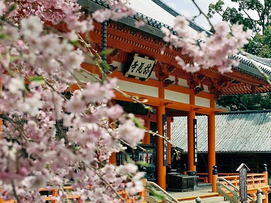 Découvrez les temples avec des cerisiers en fleurs