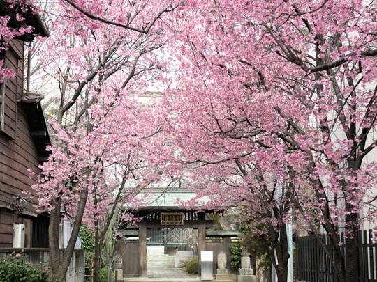 Les rues féeriques de Tokyo