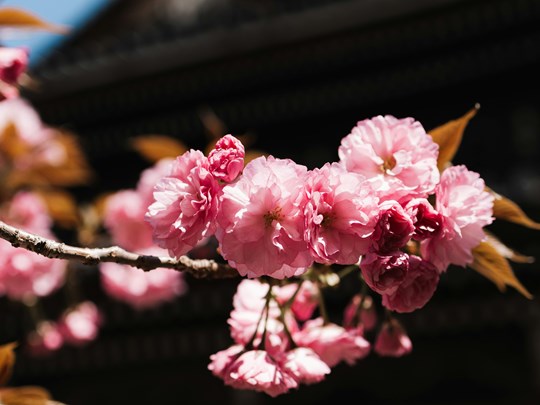 Un voyage inoubliable au Japon à l'époque des cerisiers