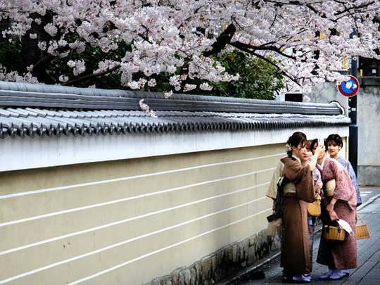 Photos en tenues traditionnelles face aux cerisiers