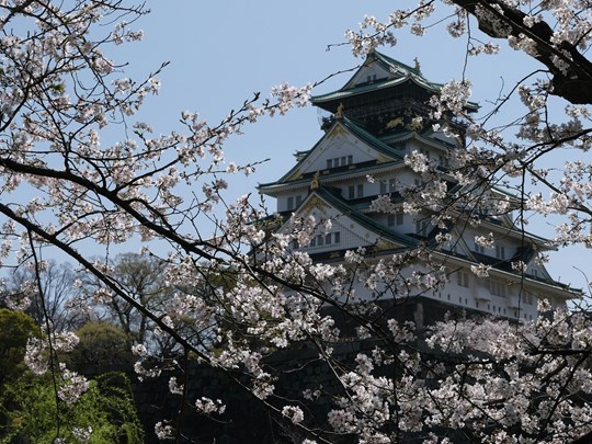 Le château d'Osaka au printemps
