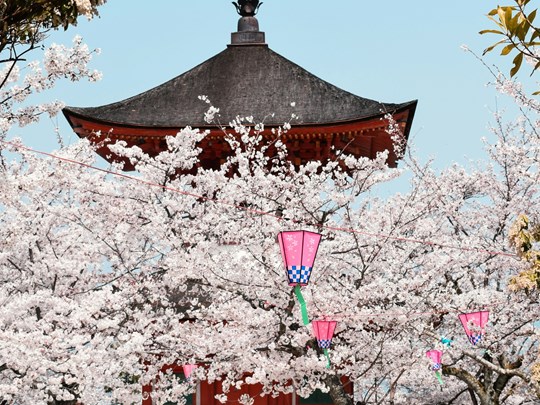 Visitez les temples et leurs jardins en fleurs