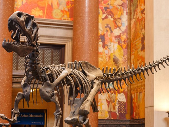 Des fossiles parmi les plus remarquables au monde