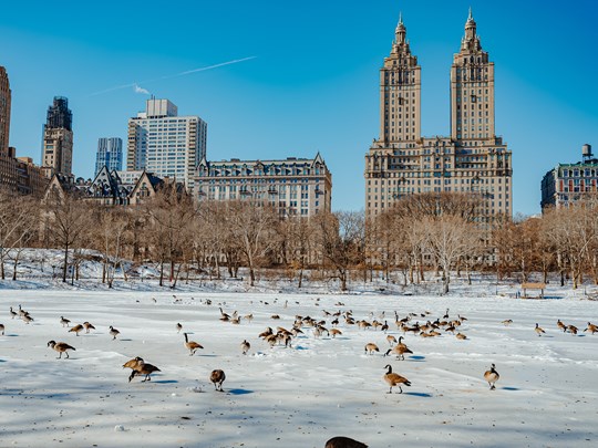 Twin Towers dominant Central Park enneigé avec les oies