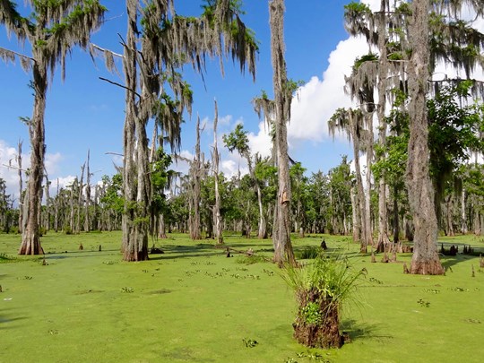 Traversez la Louisiane et ses bayous