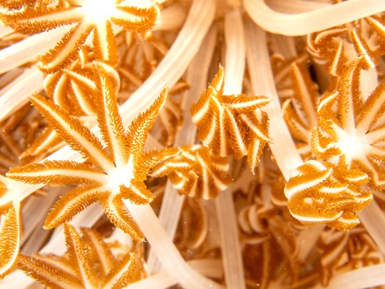 Corail cuir à longs polypes, îles Similan