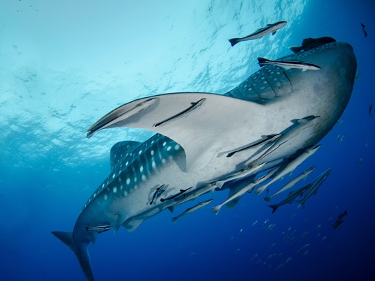 Requin-baleine (Rhincodon typus)