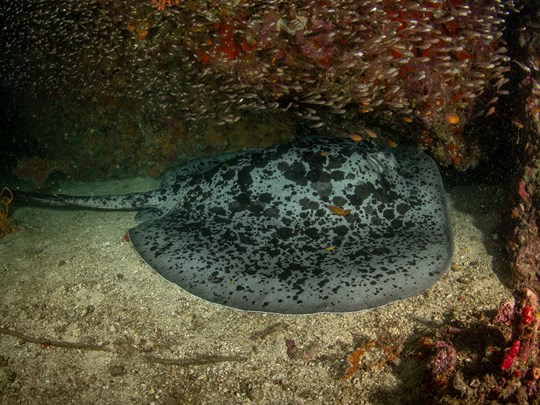 Raie marbrée à Richelieu Rock