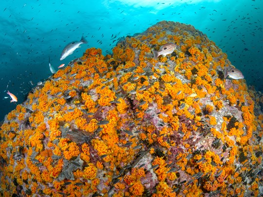 8 Mile Rock à Koh Lipe 