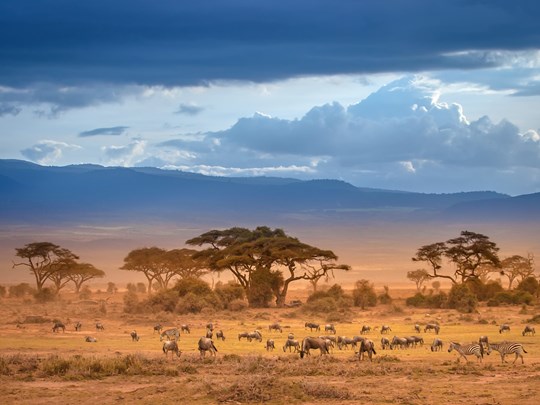 Grandeur sauvage à Amboseli
