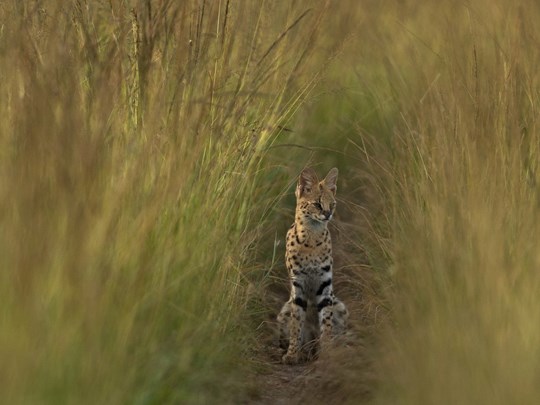 Félin discret du Masai Mara