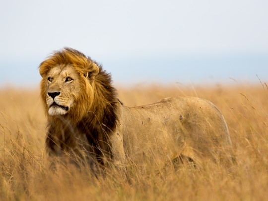 Le roi du Masai Mara