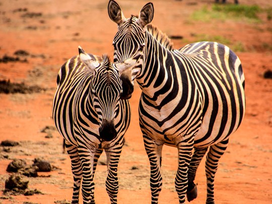 Rayures sauvages d’Amboseli