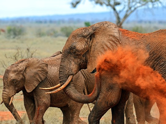 Bain de terre à Tsavo