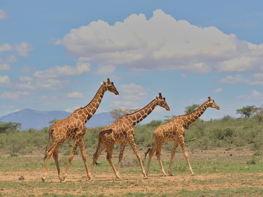 Girafes réticulées de Buffalo Springs