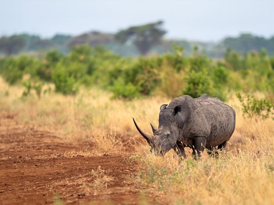 Rhinocéros blanc de Meru