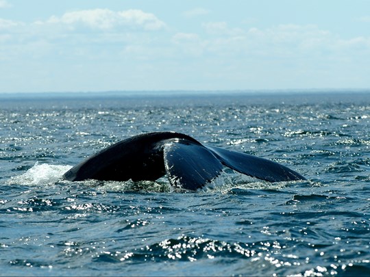 Observez les baleines de juin à octobre