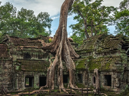 Des arbres qui font partie intégrantes des temples